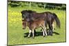 Shetland Pony 017-Bob Langrish-Mounted Photographic Print