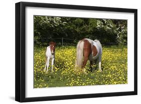 Shetland Pony 018-Bob Langrish-Framed Photographic Print