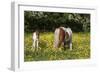 Shetland Pony 018-Bob Langrish-Framed Photographic Print