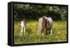 Shetland Pony 018-Bob Langrish-Framed Stretched Canvas