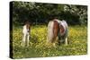 Shetland Pony 018-Bob Langrish-Stretched Canvas