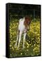 Shetland Pony 019-Bob Langrish-Framed Stretched Canvas