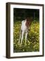 Shetland Pony 019-Bob Langrish-Framed Photographic Print