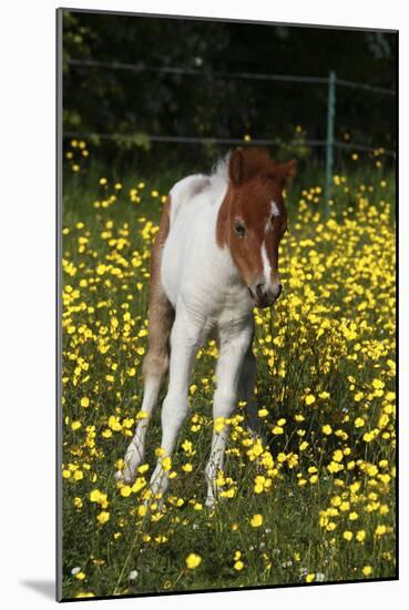 Shetland Pony 019-Bob Langrish-Mounted Photographic Print