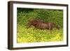 Shetland Pony 022-Bob Langrish-Framed Photographic Print
