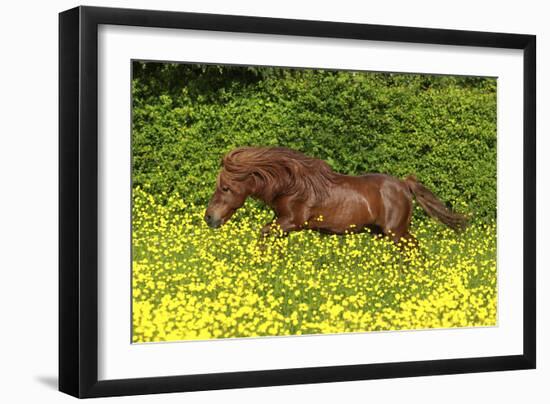 Shetland Pony 022-Bob Langrish-Framed Photographic Print