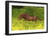 Shetland Pony 022-Bob Langrish-Framed Photographic Print