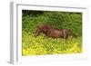 Shetland Pony 022-Bob Langrish-Framed Photographic Print