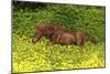 Shetland Pony 022-Bob Langrish-Mounted Photographic Print