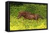 Shetland Pony 022-Bob Langrish-Framed Stretched Canvas