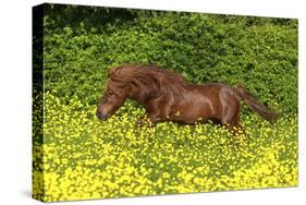 Shetland Pony 022-Bob Langrish-Stretched Canvas