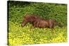 Shetland Pony 022-Bob Langrish-Stretched Canvas