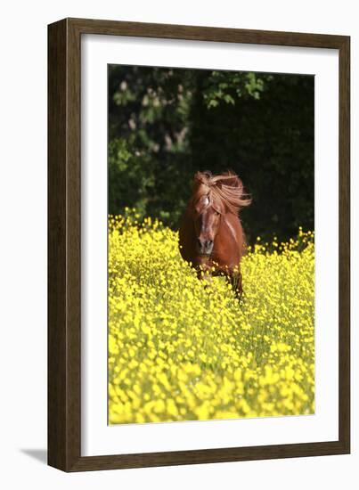 Shetland Pony 025-Bob Langrish-Framed Photographic Print