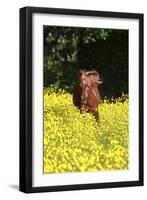 Shetland Pony 025-Bob Langrish-Framed Photographic Print