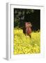 Shetland Pony 025-Bob Langrish-Framed Photographic Print