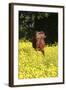 Shetland Pony 025-Bob Langrish-Framed Photographic Print