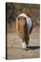 Shetland Pony, adult, walking, New Forest-Chris Brignell-Stretched Canvas