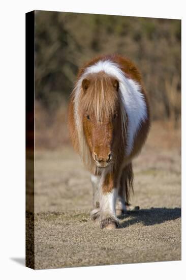 Shetland Pony, adult, walking, New Forest-Chris Brignell-Stretched Canvas