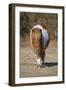 Shetland Pony, adult, walking, New Forest-Chris Brignell-Framed Photographic Print