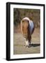 Shetland Pony, adult, walking, New Forest-Chris Brignell-Framed Photographic Print