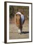 Shetland Pony, adult, walking, New Forest-Chris Brignell-Framed Photographic Print