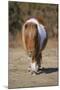 Shetland Pony, adult, walking, New Forest-Chris Brignell-Mounted Photographic Print