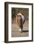 Shetland Pony, adult, walking, New Forest-Chris Brignell-Framed Photographic Print