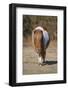 Shetland Pony, adult, walking, New Forest-Chris Brignell-Framed Photographic Print