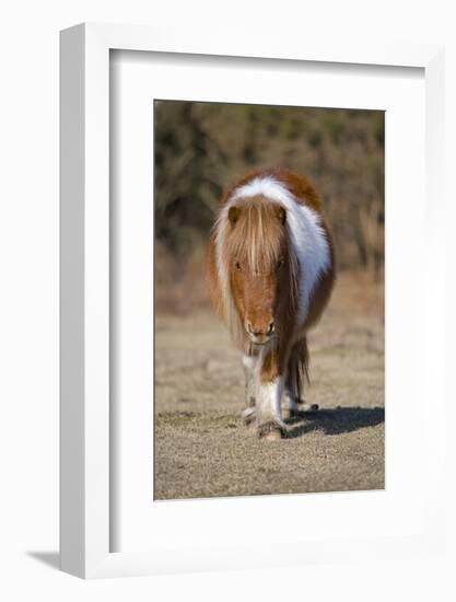 Shetland Pony, adult, walking, New Forest-Chris Brignell-Framed Photographic Print