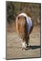 Shetland Pony, adult, walking, New Forest-Chris Brignell-Mounted Photographic Print