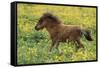 Shetland Pony Foal in Field with Flowers-null-Framed Stretched Canvas