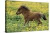 Shetland Pony Foal in Field with Flowers-null-Stretched Canvas