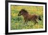 Shetland Pony Foal in Field with Flowers-null-Framed Photographic Print