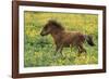 Shetland Pony Foal in Field with Flowers-null-Framed Photographic Print