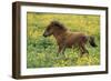 Shetland Pony Foal in Field with Flowers-null-Framed Photographic Print
