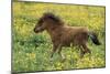 Shetland Pony Foal in Field with Flowers-null-Mounted Photographic Print