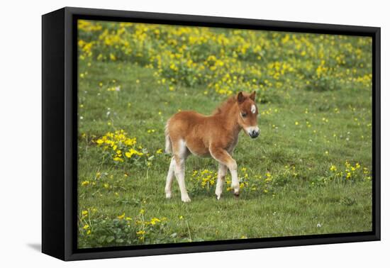 Shetland Pony Foal-null-Framed Stretched Canvas