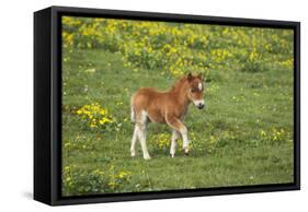 Shetland Pony Foal-null-Framed Stretched Canvas
