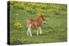 Shetland Pony Foal-null-Stretched Canvas