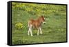 Shetland Pony Foal-null-Framed Stretched Canvas