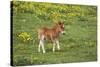 Shetland Pony Foal-null-Stretched Canvas