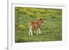 Shetland Pony Foal-null-Framed Photographic Print