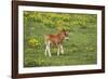 Shetland Pony Foal-null-Framed Photographic Print
