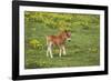 Shetland Pony Foal-null-Framed Photographic Print