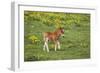 Shetland Pony Foal-null-Framed Photographic Print