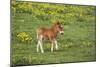 Shetland Pony Foal-null-Mounted Photographic Print