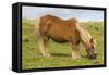 Shetland Pony, Jarlshof, Shetland Isles, Scotland, United Kingdom, Europe-Michael Nolan-Framed Stretched Canvas