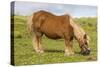 Shetland Pony, Jarlshof, Shetland Isles, Scotland, United Kingdom, Europe-Michael Nolan-Stretched Canvas