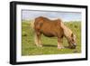 Shetland Pony, Jarlshof, Shetland Isles, Scotland, United Kingdom, Europe-Michael Nolan-Framed Photographic Print