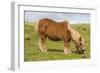 Shetland Pony, Jarlshof, Shetland Isles, Scotland, United Kingdom, Europe-Michael Nolan-Framed Photographic Print